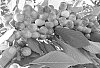 CHERRY%20TREE%20NAMED%20%27V69061%27