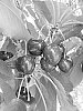 CHERRY%20TREE%20NAMED%20%27V690630%27