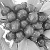 Cherry%20Tree%20Named%20%27V69062%27