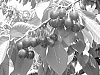 Cherry%20Tree%20Named%20%27V69068%27
