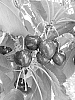 Cherry%20Tree%20Named%20%27V690630%27