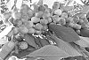 Cherry%20Tree%20Named%20%27V69061%27