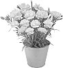DIANTHUS%20PLANT%20NAMED%20%27KLEDP23382%27
