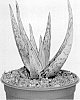 Aloe%20vera%20%27SILVERA%20MOONFIRE%27