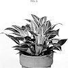 Philodendron%20sp.%20%27WHIWAMIN%27