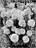 Hydrangea%20paniculata%20%27SMNHPLK%27