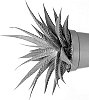 Haworthia%20fasciata%20%27LIZARD%20KING%27