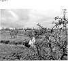 Prunus%20cerasus%20%27FE%27