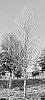 Ulmus%20crassifolia%20%27UCMTF%27