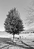 Quercus%20virginiana%20%27QVMTF2%27