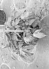 Clematis%20spp.%20%27Violet%20Lampion%27