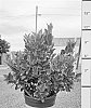Ilex%20meserveae%20%27MONWILDE%27