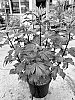 Hibiscus%20x%20moscheutos%20%27Tahi2025%27