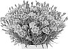 Dianthus%20x%20allwoodii%20hort%20%27KLEDA26818%27