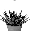 Gasteraloe%20carinata%20x%20Aloe%20aristata%20%27OVROCKS15%27