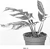 Epipremnum%20pinnatum%20%28L.%29%20Engl.%20%27ETH%27