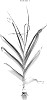Slamka%20garlic%3A%20a%20hardy%2C%20disease-resistant%20garlic%20variety