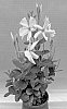 Mandevilla%20sanderi%20%27TVMD982%27