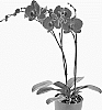 Phalaenopsis%20hybrida%20%27Coronado%27