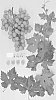 Vitis%20vinifera%20%27SUGRA69%27