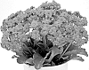 Kalanchoe%20blossfeldiana%20%27KLEKB24054%27