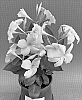 MANDEVILLA%20PLANT%20NAMED%20%27TVMD1027%27