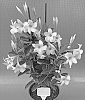 MANDEVILLA%20PLANT%20NAMED%20%27TVMD1232%27