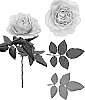Rosa%20hybrida%20%27ESM%20R895%27