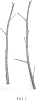 Rubus%20idaeus%20L%20%27DrisRaspTwentyFive%27