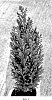 Chamaecyparis%20lawsoniana%20%27Edengra%2023%27