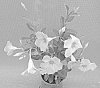 Mandevilla%20sanderi%20%27TVMD1037%27