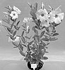 Mandevilla%20sanderi%20%27TVMD1143%27