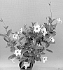 Mandevilla%20sanderi%20%27TVMD1626%27