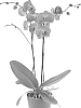 Phalaenopsis%20hybrida%20%27Amaze%27