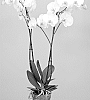 Phalaenopsis%20hybrida%20%27PHA329495%27