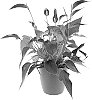 Anthurium%20andreanum%20%27AN2244532%27