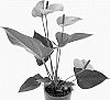Anthurium%20andreanum%20%27AN2297549%27