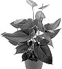 Anthurium%20andreanum%20%27AN2541672%27