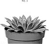 Echeveria%20agavoides%20Lem%20%27OVPEARLS15%27