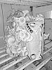 Pleurotus%20ostreatus%20%27WUR%20SF3%27