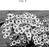 Echinacea%20spp.%20%27TNECHFT%27