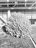SHEPHERDIA%20PLANT%20NAMED%20%27TORREY%27