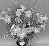 Mandevilla%20sanderi%20%27TVMD1330%27