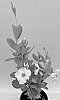 Mandevilla%20sanderi%20%27TVMD1573%27