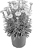 Leucanthemum%20x%20superbum%20%27Real%20Jewel%27