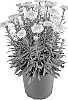 Leucanthemum%20x%20superbum%20%27Real%20Jewel%27