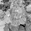 Pelargonium%20zonale%20%27KLEPZ24856%27