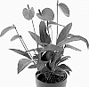 Anthurium%20scherzerianum%20%27AN2181990%27