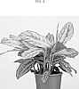 Calathea%20lietzei%20E.%20Morren%20%27HGV25%27