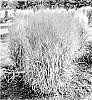 Panicum%20virgatum%20%28L.%29%20%27October%20Sky%27